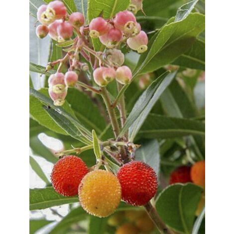 Arbousier, Arbre à fraises 'Roselily ' Pot de 3L/4L (1/2)