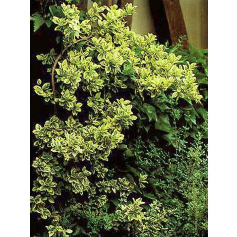 Fusain persistant 'Emerald and Gold' Pot de 1L/1,5L (1/5)