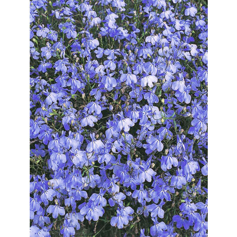 Lobélie 'Blue Cascade' le sachet de 5100 graines (0,2g) (1/2)
