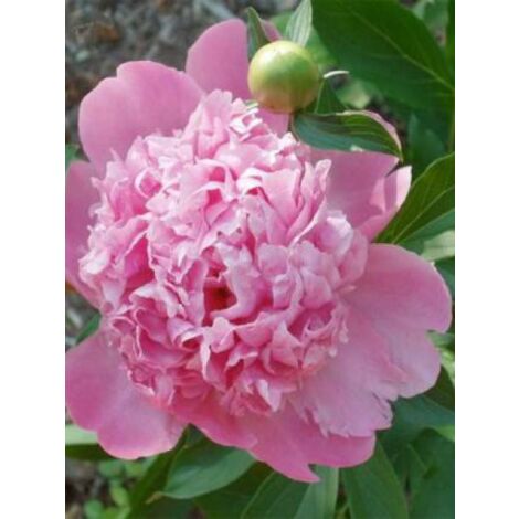 Pivoine de Chine 'Monsieur Jules Elie' Pot de 3L/4L