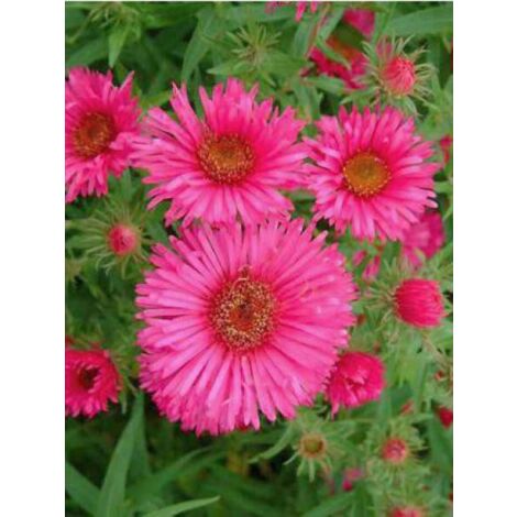 Aster de la Nouvelle-Angleterre 'Andenken an. Alma Pötschke' Godet de 7/8 cm (1/4)