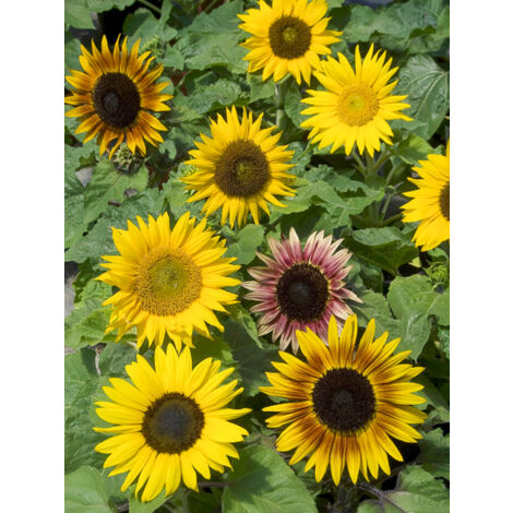 Soleil, Tournesol 'Paquito' le sachet de 40 graines (1g) (1/2)