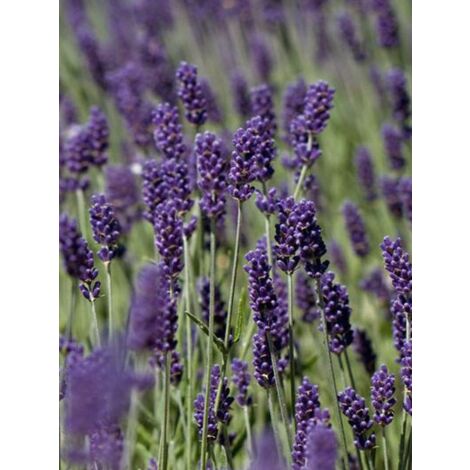 Lavande vraie 'Essence Purple' Godet de 8/9 cm (1/2)