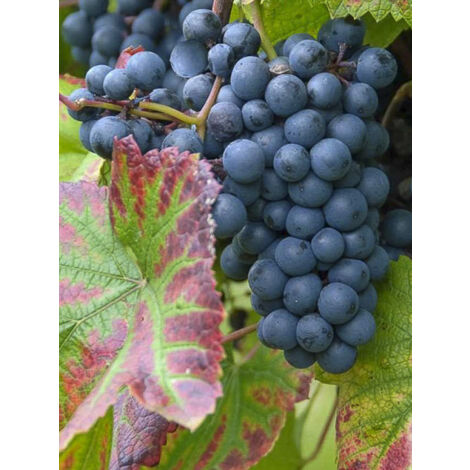 Vigne Regent Pot de 2L/3L (1/2)