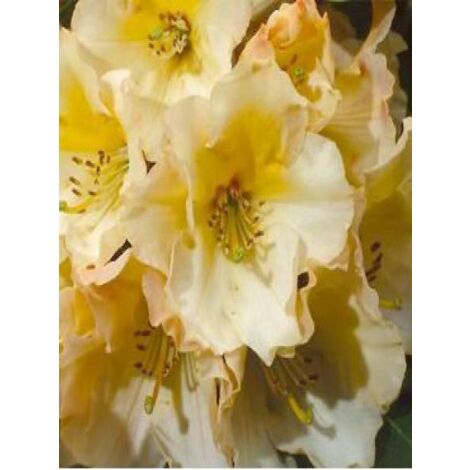 Rhododendron  'Horizon Monarch' Pot de 4L/5L (1/3)