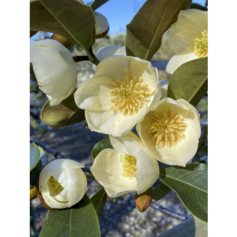 Michelia du Yunnan 'Achteraan' Pot de 4L/5L (1/2)