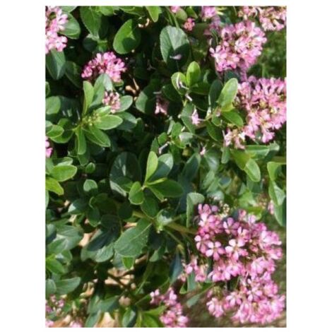 Escallonia laevis 'Pink Elle' Pot de 2L/3L (1/2)