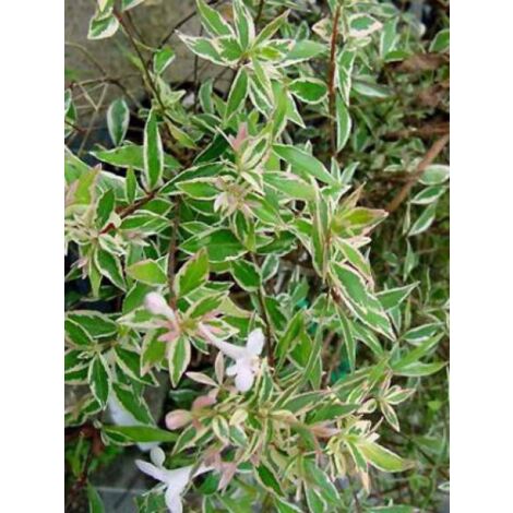 Abélia à grandes fleurs 'Confetti' Pot de 7,5L/10L (1/4)