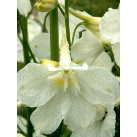 Pied d'Alouette belladone 'Casablanca' Godet de 7/8 cm (1/3)
