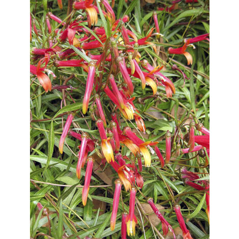Lobélie laxiflora Godet de 8/9 cm