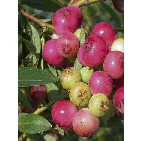 Myrtille d'Amérique 'Pink Berry' Pot de 4L/5L, Touffe