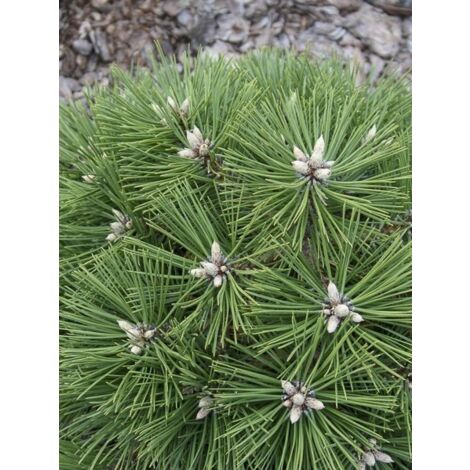Pin noir 'Agnès Bregeon' Pot de 6L/7L (1/5)