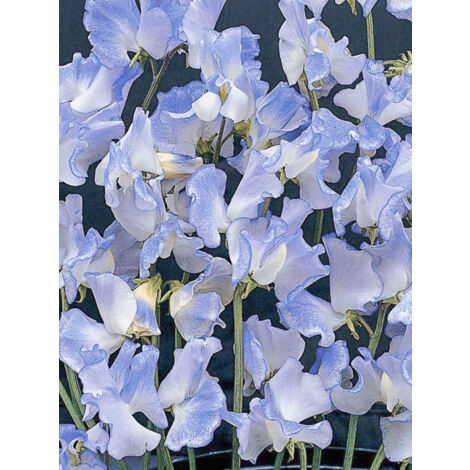 Pois de senteur 'Blue Ripple TM' le sachet de 20 graines (2g) (1/2)