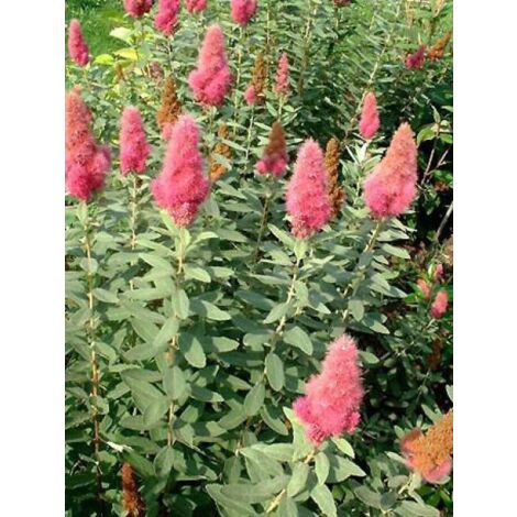 Spirée billardii Godet de 8/9 cm (1/3)