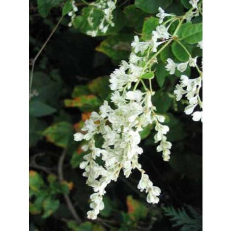 Fallopia aubertii Pot de 2L/3L (1/3)