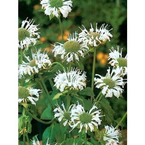 Monarde 'Schneewittchen' Godet de 8/9 cm (1/3)