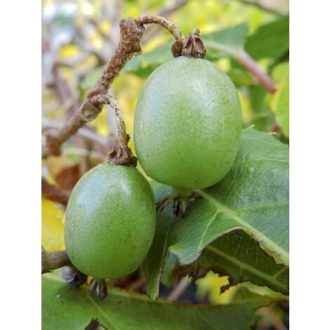 Kiwi, Kiwai 'Kokuwa' auto-fertile Pot de 2L/3L