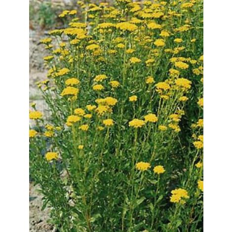 Achillée 'Cloth Of Gold' Godet de 8/9 cm