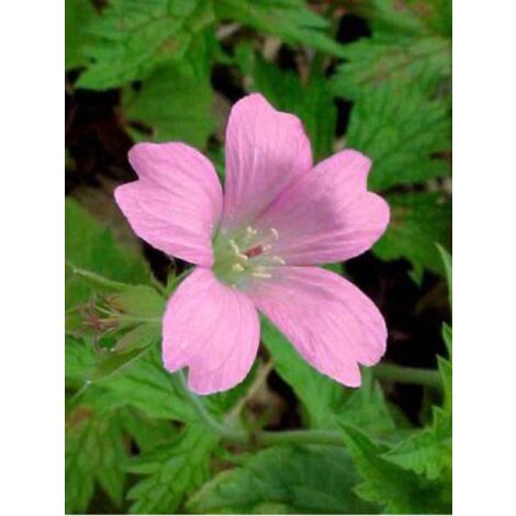 Géranium vivace d'Endress 'Wargrave Pink' Godet de 8/9 cm (1/3)