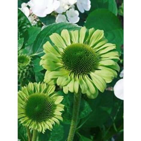 Rudbeckia pourpre 'Green Jewel' Godet de 8/9 cm (1/3)