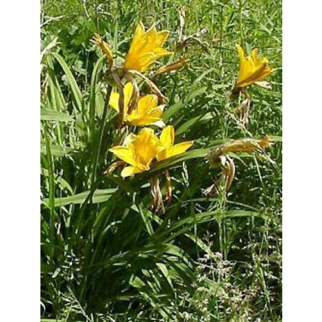 Lis d'un jour, Hémérocalle de Middendorff Godet de 8/9 cm
