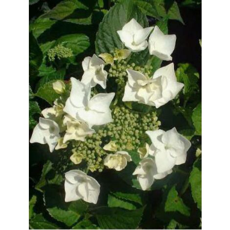 Hortensia 'White Wave' Pot de 2L/3L (1/3)
