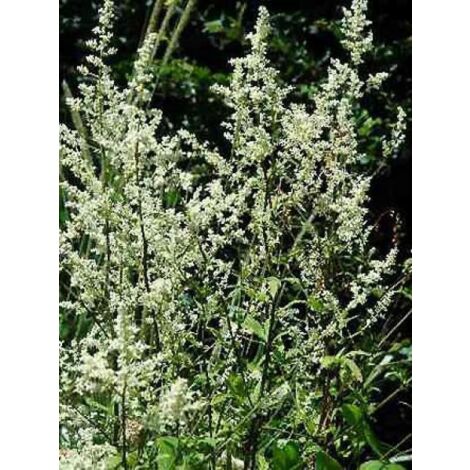 Armoise chinoise 'Jim Russel' Godet de 8/9 cm (1/2)