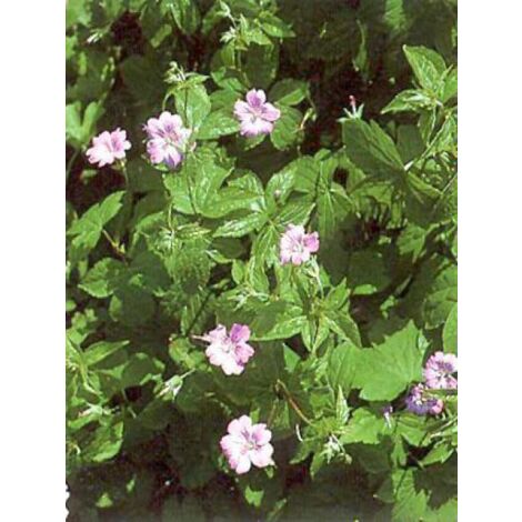 Géranium vivace noueux Pot de 2L/3L (1/4)