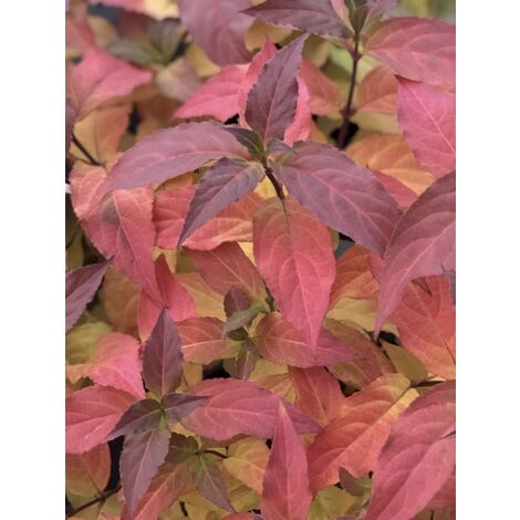 Diervilla 'Kodiak Red' Pot de 2L/3L (1/4)