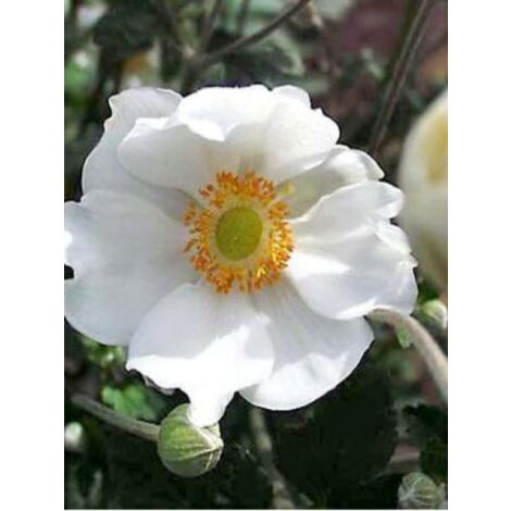 Anémone du Japon 'Andrea Atkinson' Godet de 8/9 cm