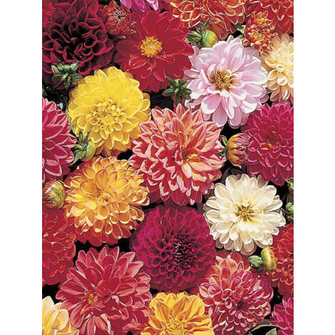 Dahlia variabilis 'Double Extreme' le sachet de 50 graines (0,5g) (1/2)