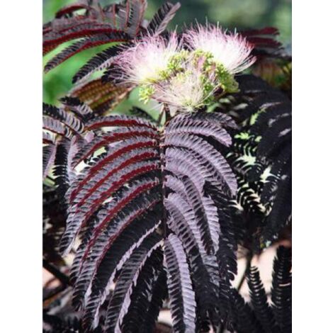 Arbre de soie 'Summer Chocolate' 30/40 cm – Feuillage pourpre – Exposition soleil – Pot de 3L/4L – Rusticité jusqu'à -9°C