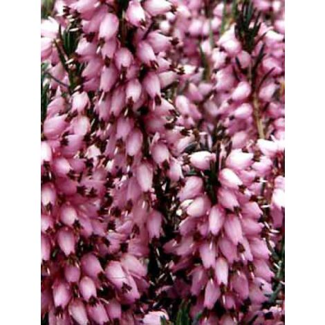 Bruyère des neiges 'Spring Surprise' Godet de 8/9 cm
