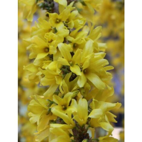 Mimosa de Paris 'Mikador' Pot de 2L/3L (1/2)