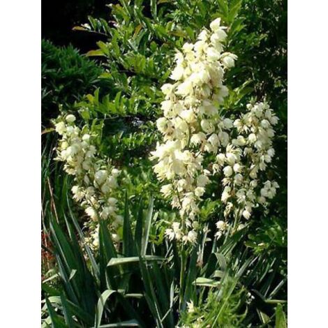 Yucca filamentosa 150cm – Feuillage persistant glauque – Exposition soleil – Pot de 1L/1,5L pour sols argilo-limoneux