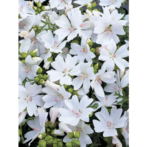 Mauve musquée 'Snow White' le sachet de 40 graines (0,1g) (1/2)