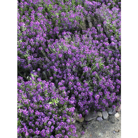 Alysse odorante 'Oriental Nights' le sachet de 1050 graines (0,5g) (1/2)