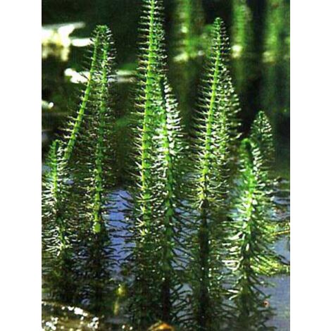 Pesse d'eau Godet de 8/9 cm