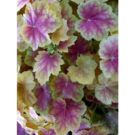 Heuchère 'Tiramisu'® Godet de 8/9 cm