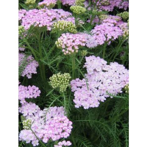 Achillée millefeuille 'Wonderful Wampee' Godet de 8/9 cm