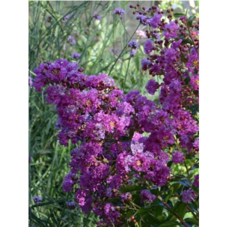 Lilas des Indes Violet D Ete® 'indyvio' Pot de 3L/4L (1/2)