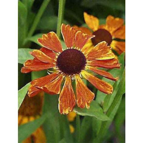 Hélénie 'Waltraut' Godet de 8/9 cm (1/2)