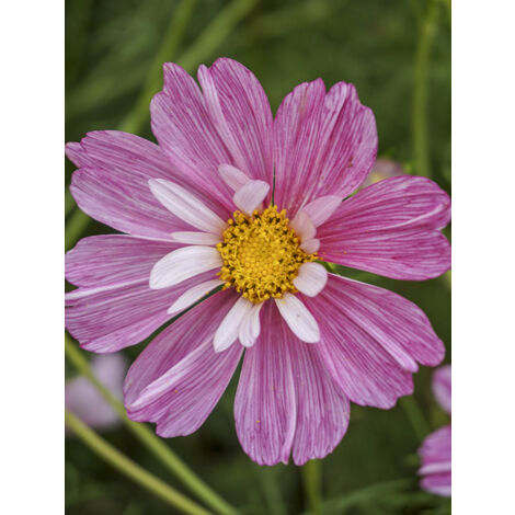 Cosmos 'Rosetta' le sachet de 50 graines (0,5g) (1/2)