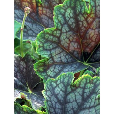 Heuchère 'Beauty Colour' Godet de 8/9 cm (1/3)