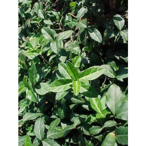 Fusain persistant 'Coloratus' Godet de 8/9 cm (1/5)