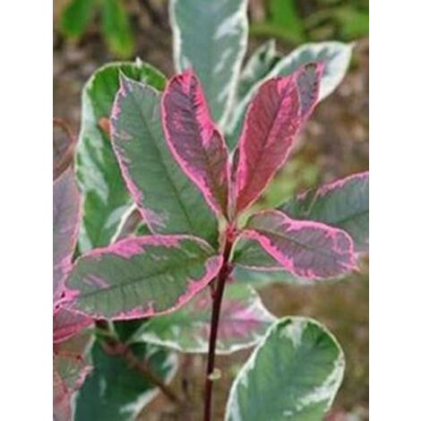 Photinia x fraseri 'Pink Marble'® Pot de 7,5L/10L (1/3)