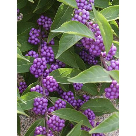 Arbuste aux bonbons d'Amérique 'Issai' Pot de 3L/4L (1/4)