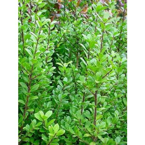 Houx crénelé 'Caroline Upright' Pot de 2L/3L (1/2)