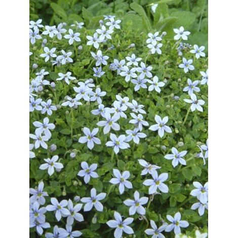 Pratia tapissante Pot de 2L/3L