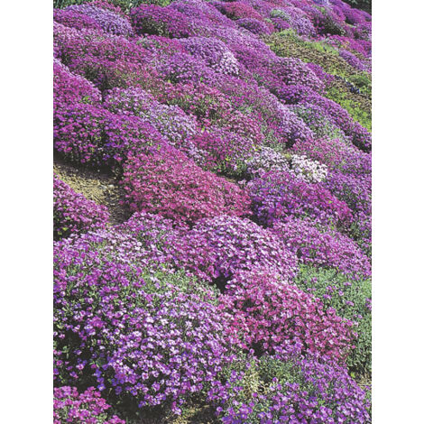 Aubriète 'Cascade Mix' le sachet de 850 graines (0,25g)